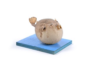 Image description is not available for 2009.4.1